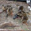 ducklings0701_1.jpg