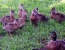 ducklings_drake.jpg