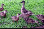 ducklings_mama.jpg