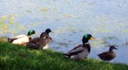 grownup_ducks.jpg