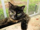 kitty1.jpg