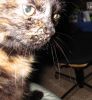 kitty6.jpg