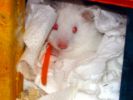 scuddy_carrot.jpg