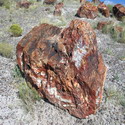 A petrified rock