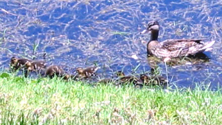 ducks_on_the_pond.jpg