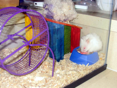 hamster1.jpg