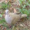 Collared dove