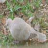 Collared dove