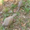 Collared and Mourning doves